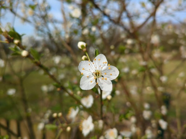 single blooming prunus blossom, blurred background