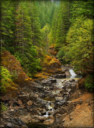 Kinney Creek, a feeder to Detroit Lake in Oregon. Tall green firs and other trees shroud the creek valley, oreange and amber mosses cover the rocks. The water makes gentle falls through the basalt 