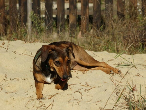 Piesek na kupie piachu

A dog on a pile of sand