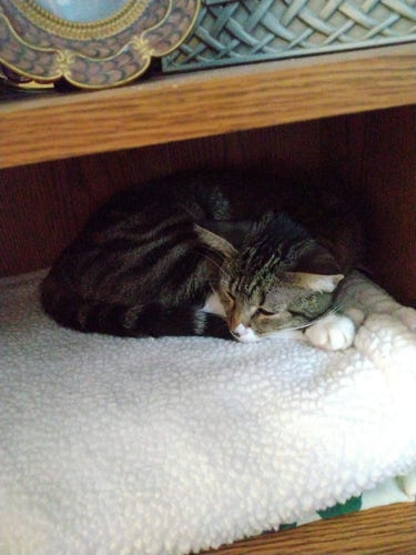 A sleepy young tabby cat is curled up on a soft fuzzy white blanket.  She is lying inside a compartment of a bookcase/entertainment center.  Her chin is resting on the tip of her striped tail.