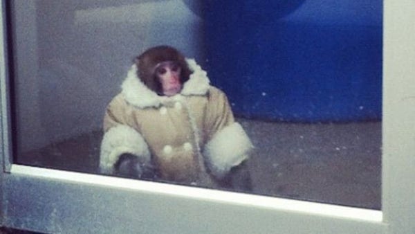 Darwin the macaque wearing a coat like Mark Zuckerberg's in an IKEA