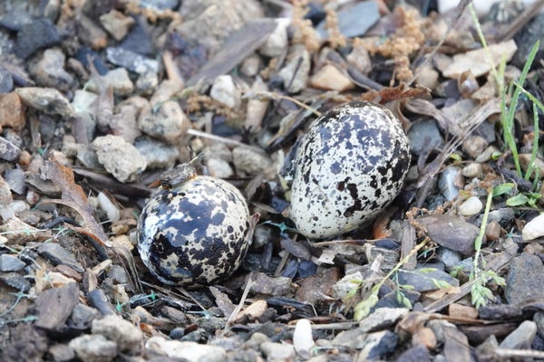 Two brown speckled beige eggs in an indented section of gravel.