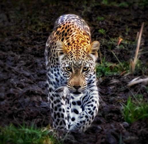 A young leopard walking straight towards me making beautiful eye contact on the Okavango Delta, Botswana 