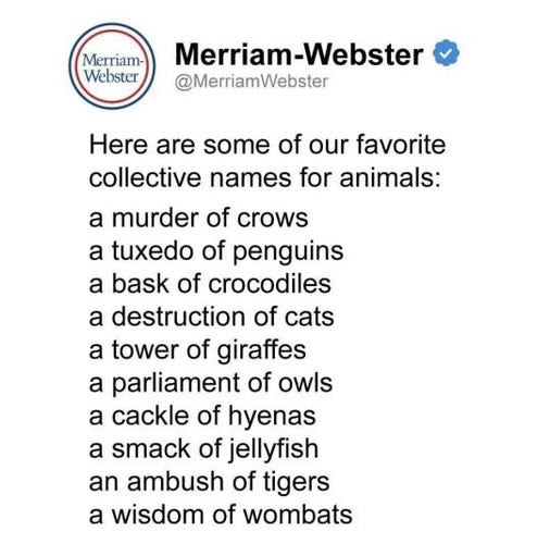 Here are some of our favorite collective names for animals:
a murder of crows
a tuxedo of penguins
a bask of crocodiles
a destruction of cats
a tower of giraffes
a parliament of owls
a cackle of hyenas
a smack of jellyfish
an ambush of tigers
a wisdom of wombats