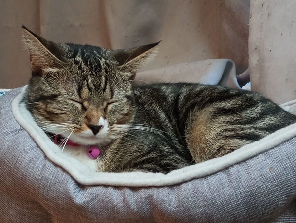 A young tabby cat is lying in her cat bed with her head up.  She is fast asleep. She has long white whiskers.  A collar with a bell is around her neck.