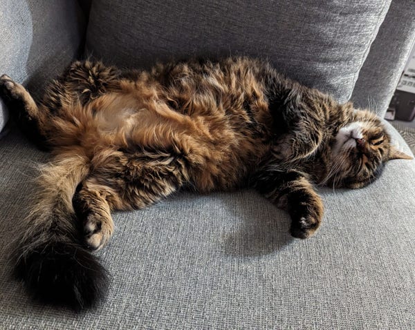 A fluffy brown tabby cat lying on her back with her tummy and front legs angled toward the camera. She is sleeping peacefully on a big gray couch.