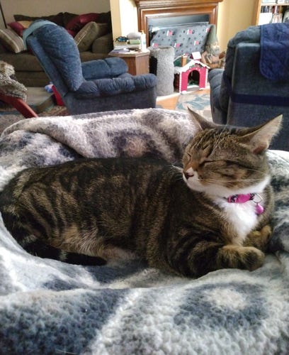 A young tabby cat is lying on her soft fuzzy grey and white blankets on a cat tower in a living room.  Her head is up and her sleepy eyes are closed.  A pink and purple collar with a pink bell is around her neck.