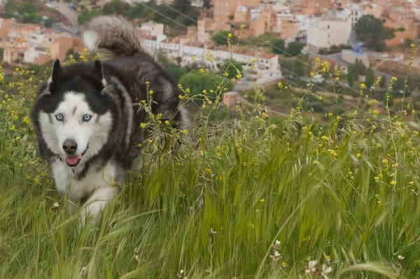 A siberian husky cross with blue eyes walks through an area of wild flowers. A town is behind him