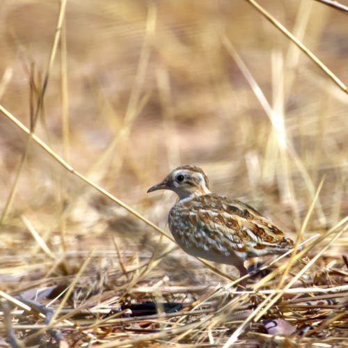A warm brown, golden, & cream colored bird shaped something like a quail & something like a shorebird is lurking in the dry golden grass reeds of the dry season. Quail-plover, Senegal, March 2024. Photo by Peachfront.