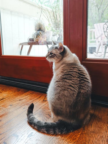 A cat sitting indoors looking through a glass door at a squirrel on the other side.