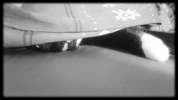 Schwarzweißfoto. Schwarz-weiße Katze unter einer Decke. Nur der Kopf ist halb sichtbar und eine Pfote. 