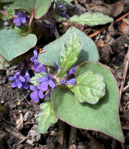 This is a picture of bugle flowers and fish mint leaves.
They are blooming quietly in the forest, low to the ground.
The bugle flower is purple and pretty. The leaves of the fish mint are shaped like a spade on a playing card.