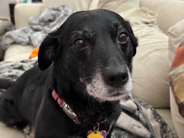 An adorable, elderly black dog is looking you directly in the eyes and pouring on every ounce of cute that she has in her body.

She is adorable
