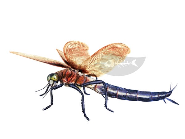 Watercolour painting of the griffinfly Meganeura. A griffinfly is a giant prehistoric dragonfly with a wingspan of up to roughly 70 cm. It is depicted here with long spiked legs.