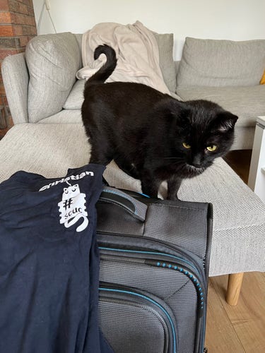 A black cat on a gray couch with a suitcase and a t-shirt of the SCUC in the foreground.