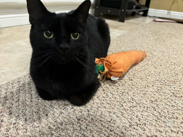 Black cat and carrot toy