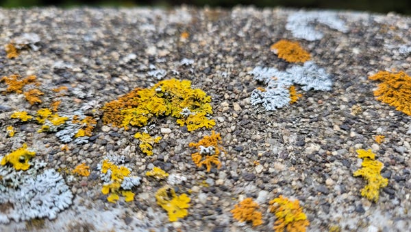 Différentes formes de lichens ont commencé à désagréger un rebord de fenêtre.