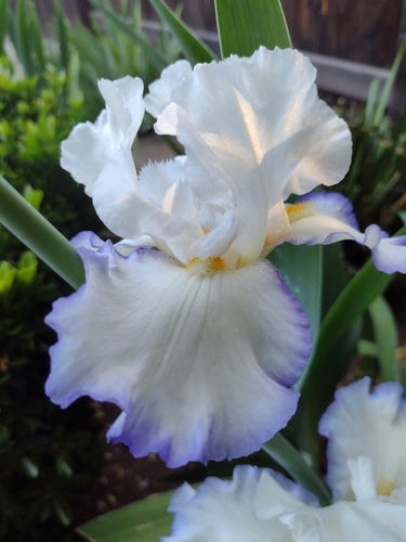 Bearded iris. White with purple edges and yellow beards. 

Background has green leaves and a brown fence. 