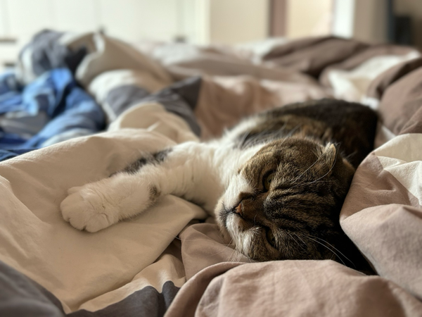 Foto im Bett. Zu sehen ist eine Katze.