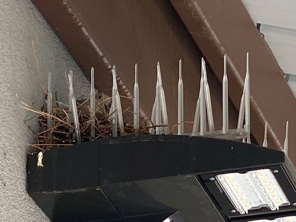 A bird peeks out of a nest in the middle of a bunch of anti bird spikes on top of a lighting fixture.