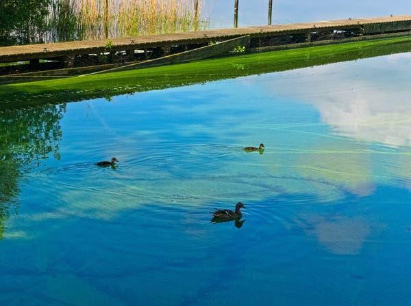 Mummy duck with her two children. They are swimming on blue-green water. A wooden jetty can be seen in the background. The sun is shining.