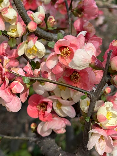 Peach & cream flowers on a Japanese quince bush