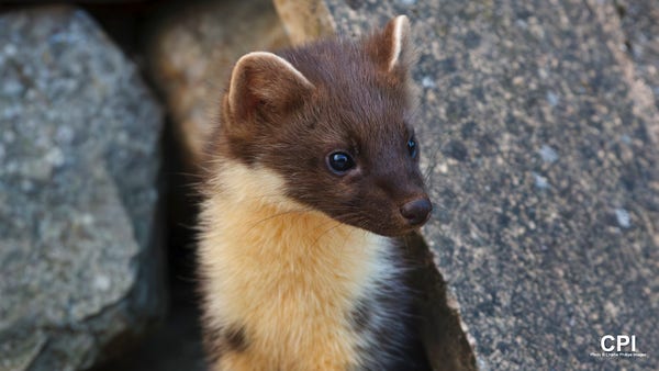 A young Pine Marten, a member of the mustelid (weasel, stoat,otter,badger) family looking out from behind a garden wall, Highlands of Scotland.