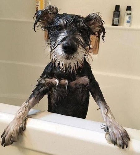 a dog sitting on the edge of a bath tub
