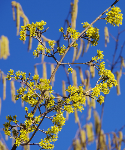 Gelbe Blütenbüschel vor gelbbraunen männlichen Blütenstand und das ganze bei blauem Himmel.