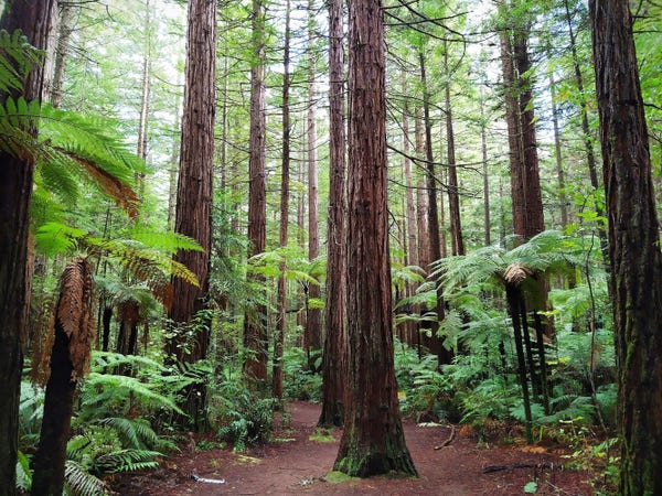 Photo of trees in a New Zealand forest