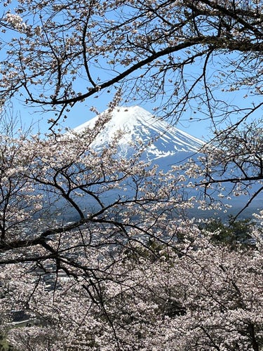 Mt Fuji in the distance with Sakuras in front.