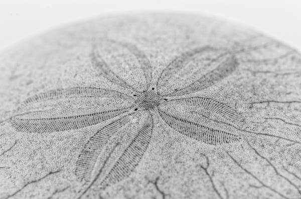 Close-up high-key monochrome image of a sand dollar showing its star-shaped pattern.