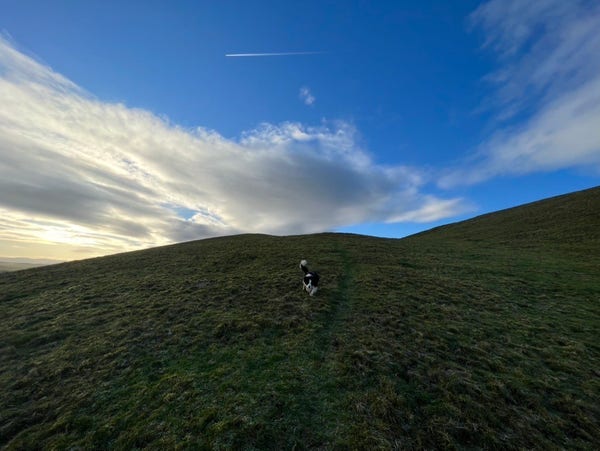 Photo: a collie races down from the trig point on the Mintos.