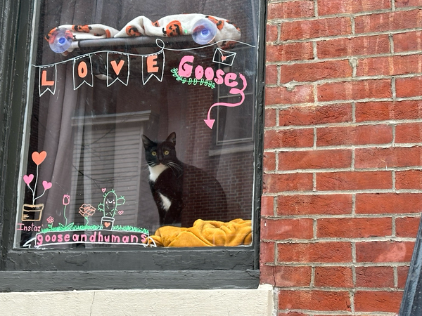 A black and white cat looking out the window at the camera. ‘Love Goose’ with an arrow pointing down at the cat is written on the window. 