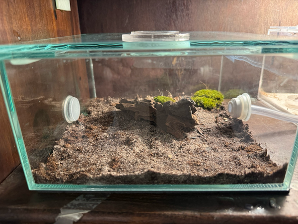 A glass box with a simple dirt layer, driftwood and moss. 