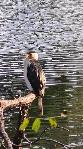 A Little Pied Cormorant sitting on a branch close above the water of a pond. It's got its neck wound in a bit.