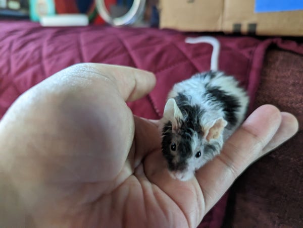 Nibbles, a scruffy black and white mouse, hopping over to a human's hand