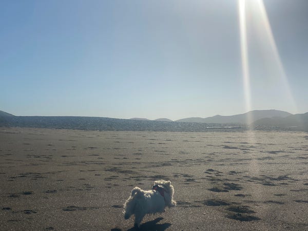 Dog on an empty beach with sun flare