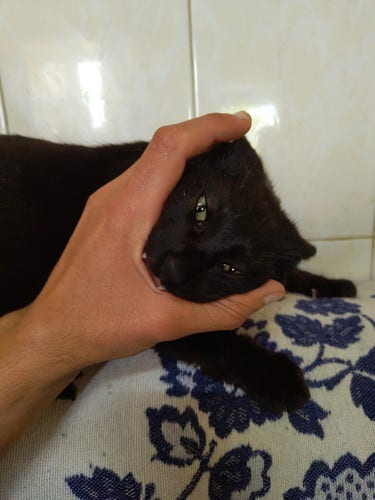 Gato preto a morder a minha mão.