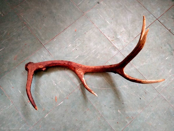 A red deer stag antler, lying on the vestibule floor. The antler has five points.