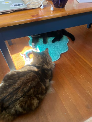 A large tabby cat and a black cat lie on the floor off each other with a banana coloured in rainbow between them.