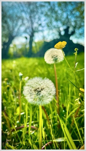 A close-up of dandelions and a buttercup flower in a sunlit, green grass field with trees blurred in the background.