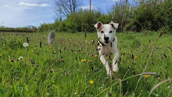 Small white dog running through long grass towards camera