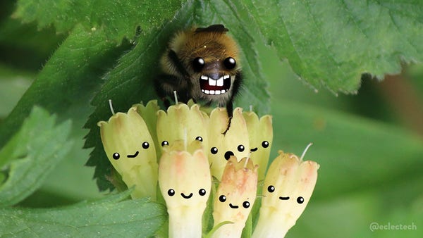 A photo of a fluffy bee hanging from some pale yellow bell-like flowers.  The photo has been turned upside down so the bee is sitting on top of the flowers, it's arm dangling over one of them.  Each flower has a happy face drawn on, except the one with the dangling bee arm which looks a little alarmed. The bee is facing away from camera, but I have drawn a big wide toothy mouth and large eyes on its bum, facing the camera. It looks weirdly like it is wearing a black flat cap, but I had nothing to do with that.