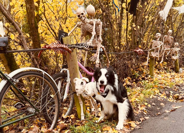 A dog sits by a display of assorted bikes and skeletons at Haloween