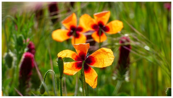 Bright orange flowers with dark centers in a meadow with soft-focus greenery in the background.