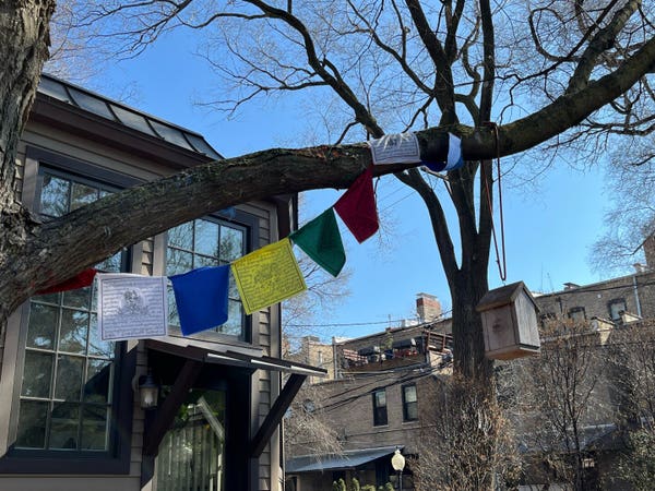 A short string of Tibetan prayer flags on a tree in an urban backyard.