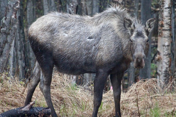 Photo of a moose 