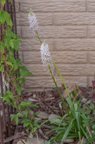 Photograph of a wild hyacinth (Camassia scilloides) plant with two long stems ending in a large, conical inflorescence. This species has long, pointed green leaves that droop as they become longer and form a small bush at its base. The plant is in a bed of brown mulch with a tan wall in the background and a rust-patina trellis covered in vivid green leaves in the left frame. Wild hyacinths have white flowers with a subtle purplish grey tint. Each flower has five pointed petals arranged in a star pattern that radiate from a center with five white stamens with bright yellow anthers and a bright yellow-green pistil with a white stigma.