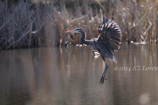 A large Great Blue Heron is captured mid-flight over water, with its wings elegantly spread in a backlit scenario, with extended legs, ready to land.
The backdrop features dry reeds and the sunlight creates a sparkle on the rippling surface of the pond.
Photographed in King co, Washington, PNW